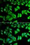Ribosomal Protein S12 antibody, LS-C334365, Lifespan Biosciences, Immunofluorescence image 