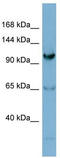 Gem Nuclear Organelle Associated Protein 4 antibody, TA345109, Origene, Western Blot image 