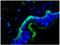 Integrin Subunit Alpha 3 antibody, BM6023P, Origene, Immunohistochemistry frozen image 