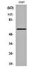 Protein Kinase AMP-Activated Catalytic Subunit Alpha 1 antibody, orb159925, Biorbyt, Western Blot image 
