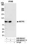Multiple C2 And Transmembrane Domain Containing 2 antibody, A305-694A-M, Bethyl Labs, Immunoprecipitation image 