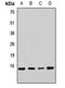 60S ribosomal protein L23 antibody, orb412260, Biorbyt, Western Blot image 