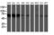 5-Aminoimidazole-4-Carboxamide Ribonucleotide Formyltransferase/IMP Cyclohydrolase antibody, M05404-1, Boster Biological Technology, Western Blot image 