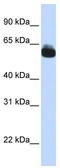 Frizzled Class Receptor 9 antibody, TA344066, Origene, Western Blot image 
