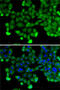 Small Nuclear Ribonucleoprotein D2 Polypeptide antibody, 22-605, ProSci, Immunofluorescence image 