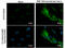 FLAG antibody, GTX115043, GeneTex, Immunofluorescence image 