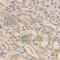 BCL2 Like 1 antibody, A0209, ABclonal Technology, Immunohistochemistry paraffin image 