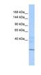 Zinc finger HIT domain-containing protein 1 antibody, NBP1-79374, Novus Biologicals, Western Blot image 