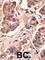 MAGE Family Member H1 antibody, abx032713, Abbexa, Western Blot image 