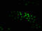 KTI12 Chromatin Associated Homolog antibody, CSB-PA839314LA01HU, Cusabio, Immunofluorescence image 
