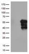 Hepatitis A Virus Cellular Receptor 2 antibody, TA812569S, Origene, Western Blot image 