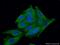 Erythropoietin Receptor antibody, 55308-1-AP, Proteintech Group, Immunofluorescence image 