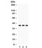 Cellular Communication Network Factor 2 antibody, R32048, NSJ Bioreagents, Western Blot image 