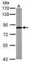 Zyg-11 Related Cell Cycle Regulator antibody, LS-C185850, Lifespan Biosciences, Western Blot image 