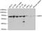 Glucose-6-phosphate 1-dehydrogenase antibody, GTX55630, GeneTex, Western Blot image 