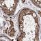 Centrosomal Protein 192 antibody, HPA039392, Atlas Antibodies, Immunohistochemistry frozen image 