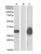 Desumoylating Isopeptidase 2 antibody, orb22547, Biorbyt, Western Blot image 