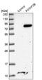 PIP2 antibody, NBP1-88764, Novus Biologicals, Western Blot image 