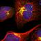 Golgin A5 antibody, HPA000992, Atlas Antibodies, Immunofluorescence image 