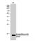 Histone Cluster 4 H4 antibody, LS-C380565, Lifespan Biosciences, Western Blot image 