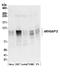 Rho GTPase Activating Protein 12 antibody, A304-740A, Bethyl Labs, Western Blot image 