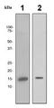 Galectin 7B antibody, ab108623, Abcam, Western Blot image 