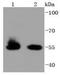 Heat Shock Protein Family A (Hsp70) Member 14 antibody, NBP2-67827, Novus Biologicals, Western Blot image 