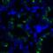 T Cell Immunoreceptor With Ig And ITIM Domains antibody, RF16058, ProSci Inc, Immunofluorescence image 