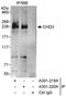 Chromodomain Helicase DNA Binding Protein 3 antibody, A301-220A, Bethyl Labs, Immunoprecipitation image 