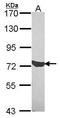 Complement C1s subcomponent antibody, PA5-28253, Invitrogen Antibodies, Western Blot image 