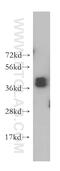 Heterogeneous nuclear ribonucleoprotein D0 antibody, 12770-1-AP, Proteintech Group, Western Blot image 