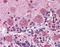 DISC1 Scaffold Protein antibody, 51-068, ProSci, Immunohistochemistry paraffin image 