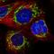 ATP synthase subunit e, mitochondrial antibody, HPA035010, Atlas Antibodies, Immunocytochemistry image 