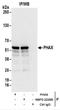 Phosphorylated adapter RNA export protein antibody, NBP2-22268, Novus Biologicals, Immunoprecipitation image 