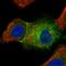 SRC antibody, HPA030875, Atlas Antibodies, Immunofluorescence image 