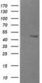 UDP-GlcNAc:betaGal beta-1,3-N-acetylglucosaminyltransferase 2 antibody, MA5-26101, Invitrogen Antibodies, Western Blot image 