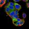 KIAA2013 antibody, HPA060536, Atlas Antibodies, Immunofluorescence image 