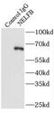 Negative Elongation Factor Complex Member B antibody, FNab05657, FineTest, Immunoprecipitation image 