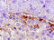 Cholecystokinin antibody, 251276, Abbiotec, Immunohistochemistry paraffin image 