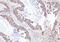 Eukaryotic Translation Initiation Factor 4A1 antibody, A03922-2, Boster Biological Technology, Immunohistochemistry frozen image 
