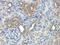HAD antibody, orb157418, Biorbyt, Immunohistochemistry paraffin image 