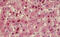 Thymopoietin antibody, MBS248731, MyBioSource, Immunohistochemistry frozen image 