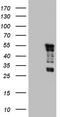 Methylcytosine dioxygenase TET3 antibody, TA803972S, Origene, Western Blot image 