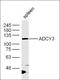 Glutathione-S-Transferase Tag antibody, orb315830, Biorbyt, Western Blot image 