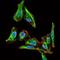 Maternal Embryonic Leucine Zipper Kinase antibody, MA5-17120, Invitrogen Antibodies, Immunofluorescence image 