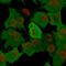 Ubiquitin C-Terminal Hydrolase L1 antibody, AE00125, Aeonian Biotech, Immunocytochemistry image 
