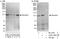 MLX Interacting Protein antibody, A303-195A, Bethyl Labs, Western Blot image 