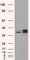 Nucleoredoxin Like 2 antibody, TA501246S, Origene, Western Blot image 