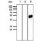 Influenza A Virus Hemagglutinin  antibody, NBP2-22605, Novus Biologicals, Western Blot image 
