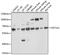 UDP Glucuronosyltransferase Family 1 Member A1 antibody, 15-091, ProSci, Western Blot image 
